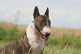 BULL TERRIER MINIATURE 005